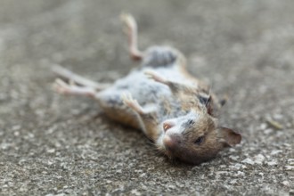 Dead wood mouse (Apodemus sylvaticus), Upper Bavaria, Germany