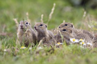 Squirrel family (Spermophilus citellus), group, eastern Slovakia