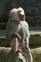 Mantled baboon (Papio hamadryas), male, zoo, Ethiopia
