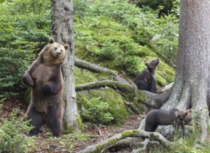 Brown bear (Ursus arctos), bear with cubs, mother, female, Bavarian Forest National Park, Lower