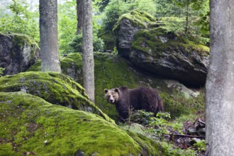 Brown bear (Ursus arctos), in the landscape, Bavarian Forest National Park, Bavaria, Germany,