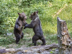 Young brown bears (Ursus arctos), playing, Bavarian Forest National Park, Lower Bavaria, Germany,