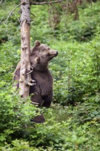 Brown bear (Ursus arctos), scratching her back on a tree, bear, female, Bavarian Forest National