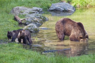 Brown bears (Ursus arctos), female bear with cubs, Bavarian Forest National Park, Lower Bavaria,