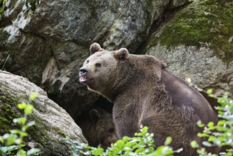 Brown bears (Ursus arctos), in front of winter den, Bavarian Forest National Park, Bavaria,