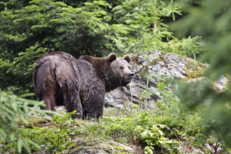 Braunbär (Ursus arctos), Männchen, Bavarian Forest National Park / Brown Bear (Ursus arctos),
