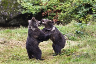 Young brown bears playing (Ursus arctos), Bavarian Forest National Park, Lower Bavaria, Germany,