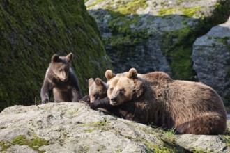 Brown bear (Ursus arctos), bear with cubs, mother, female, Bavarian Forest National Park, Lower