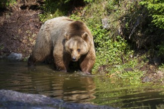 Brown bear (Ursus arctos), female bear, Bavarian Forest National Park