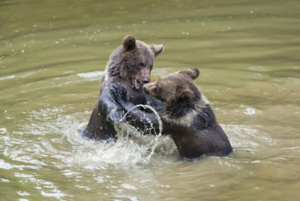 Young brown bears (Ursus arctos) playing in the water, Bavarian Forest National Park, Lower