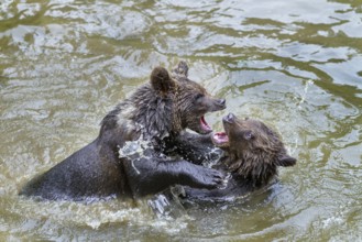 Young brown bears (Ursus arctos), playing in the water, Bavarian Forest National Park, Lower