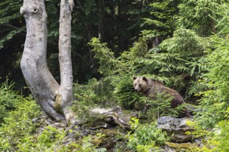 Braunbär (Ursus arctos), Bayerischer Wald National Park, Bavaria, Germany, captive / Brown Bear