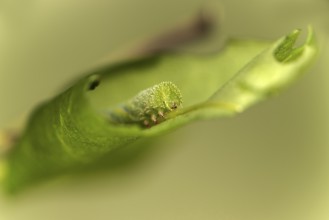 Caterpillar of the death's-head hawkmoth (Acherontia atropos) in the L2 stage feeding on a privet