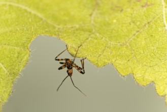 A few days old nymph of a predatory bug (probably Rhynocoris cf. cuspidatus), family Reduviidae,