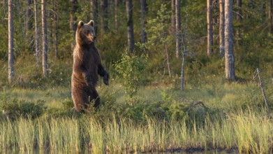 An upright brown bear (Ursus arctos) in a dense forest, surrounded by green vegetation in the