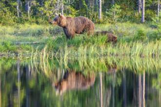 A brown bear (Ursus arctos) stands on the shore of a quiet forest lake, reflected in the clear