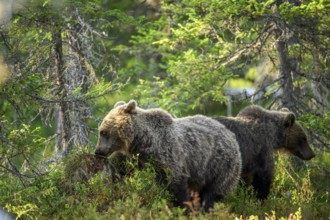 Two brown bears (Ursus arctos) explore the lush green undergrowth together, Karelia, Lapland,