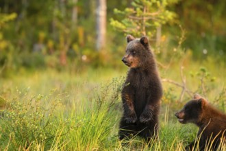 Two young brown bears (Ursus arctos) standing in a meadow in the forest under a warm sunlight,