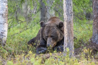 Resting brown bear (Ursus arctos) between the trees in the forest, Karelia, Lapland, Finland