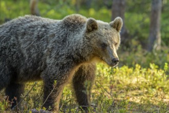 Close-up of a brown bear (Ursus arctos) with detailed fur in the forest, Karelia, Lapland, Finland