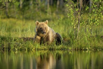 Brown bear (Ursus arctos) sitting relaxed on a grassy lakeshore in the evening light, Karelia,