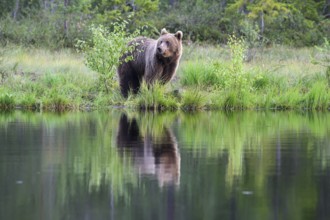 Brown bear (Ursus arctos) on the lakeshore with its reflection in the calm water, Karelia, Lapland,