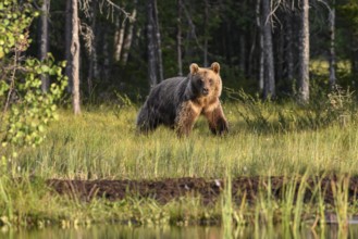 Brown bear (Ursus arctos) walking through a sunny forest full of bushes, Karelia, Lapland, Finland