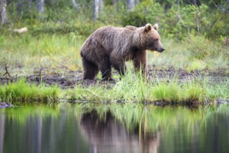Brown bear (Ursus arctos) standing on a quiet lakeshore in the forest, Karelia, Lapland, Finland