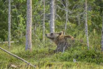 A brown bear (Ursus arctos) lies relaxed in the dense forest and looks around curiously, Karelia,