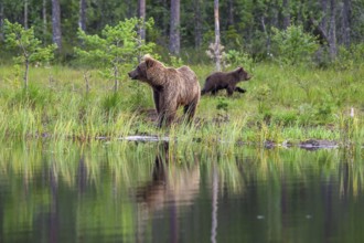 Two brown bears (Ursus arctos) at the edge of the forest, their reflections visible in the water,