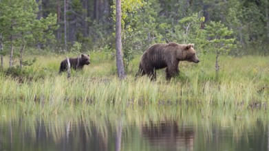 A brown bear (Ursus arctos) with cub walking on the shore of a pond in the forest, Karelia,