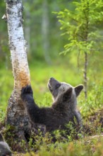 A curious brown bear cub (Ursus arctos) looking at a tree in the green forest, Karelia, Lapland,