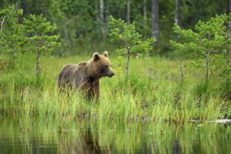 A brown bear (Ursus arctos) stands in the green forest by the water, surrounded by grass and trees,