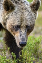 Close-up of a brown bear (Ursus arctos) in nature, surrounded by grasses, Karelia, Lapland, Finland