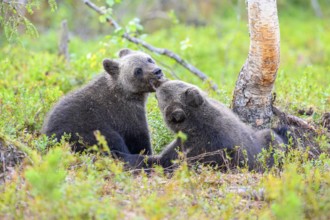 Two playing bear cubs (Ursus arctos) interacting happily in the green forest, Karelia, Lapland,