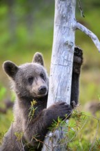A bear cub (Ursus arctos) curiously clutches a tree trunk in the forest, Karelia, Lapland, Finland