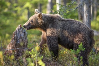 An adult bear Brown bear (Ursus arctos) standing next to a tree stump in a sunlit forest, Karelia,