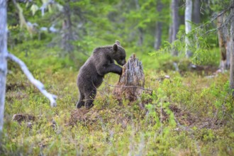 A bear cub brown bear (Ursus arctos) exploring a tree stump in the forest, Karelia, Lapland,