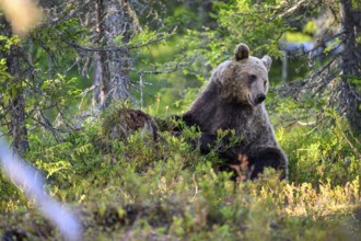 An adult bear Brown bear (Ursus arctos) resting in wooded terrain, Karelia, Lapland, Finland