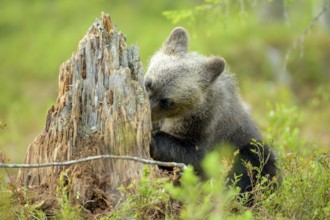A young bear cub Brown bear (Ursus arctos) curiously exploring a tree stump in the forest, Karelia,