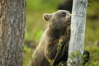 A bear cub brown bear (Ursus arctos) leans curiously against a tree in the forest, Karelia,