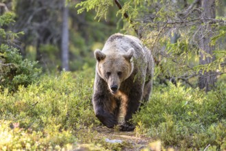 A mighty brown bear (Ursus arctos) moves through a sun-drenched forest, Karelia, Lapland, Finland