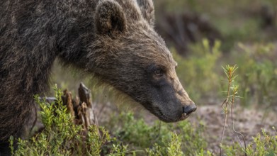Close-up of a curious brown bear (Ursus arctos) sniffing in a natural environment, Karelia,