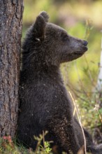 Bear cub Brown bear (Ursus (genus) arctos) Cub sitting relaxed leaning against a tree in the