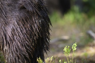 Close-up of a dark, wet bear fur texture Brown bear (Ursus arctos) next to green vegetation,
