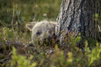 A brown bear cub (Ursus arctos) hiding behind a tree, Karelia, Lapland, Finland