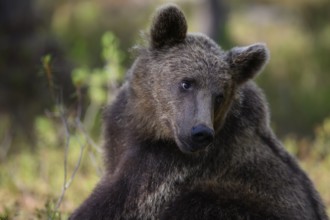 Brown bear (Ursus arctos) in the forest, focussed and alert, Karelia, Lapland, Finland