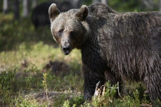 A brown bear (Ursus arctos) standing strong in the forest, Karelia, Lapland, Finland