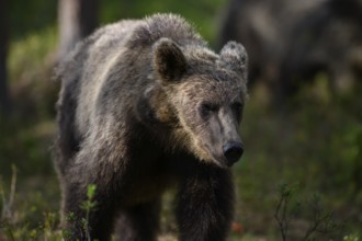 A brown bear (Ursus arctos) in the shadow of the forest, Karelia, Lapland, Finland