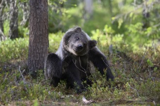 Young brown bear (Ursus arctos) playing lively in the forest next to a tree, Karelia, Lapland,
